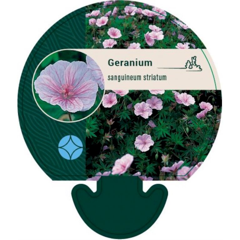 Blodrød Storkenæb 'Striatum' - Geranium sanguineum var. striatum (MaxiPlugs 8 cm plugs i bakke med 28 stk.)
