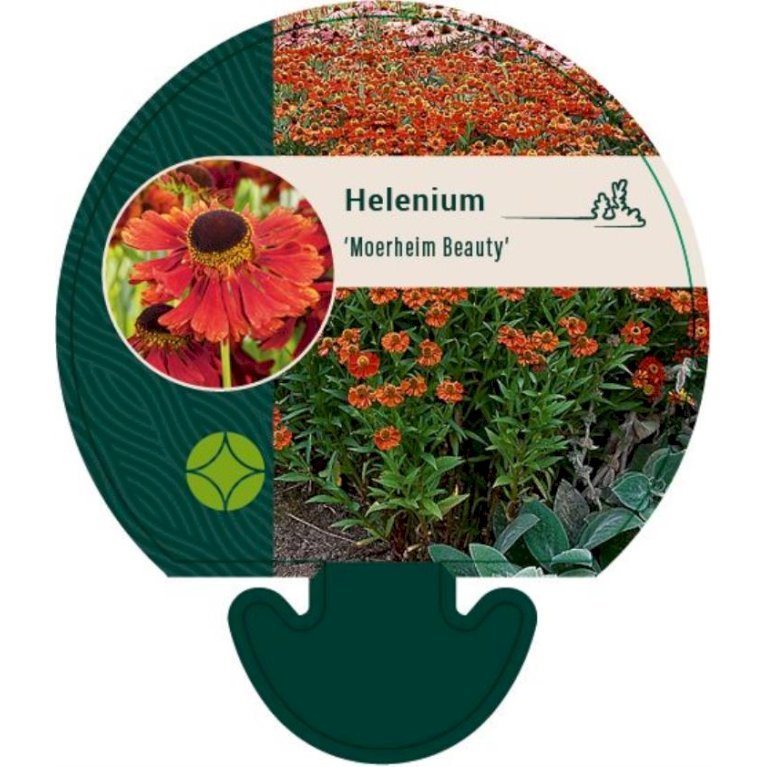 Solbrud 'Moerheim Beauty'