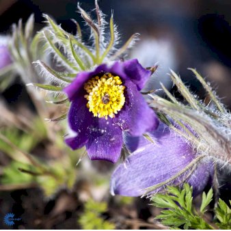 Kobjælde (Pulsatilla albana)