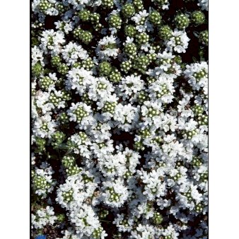 Smalbladet Timian 'Albiflorus' (bruges ikke) 10 cm. potte