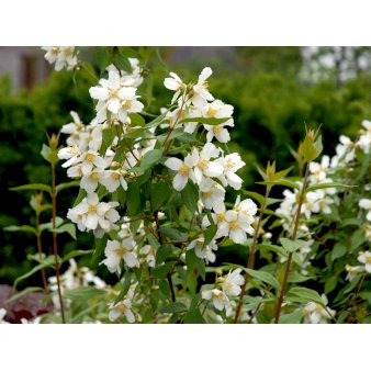 Uægte Jasmin 'Erectus' Potte 12 Liter, 100-125 cm.
