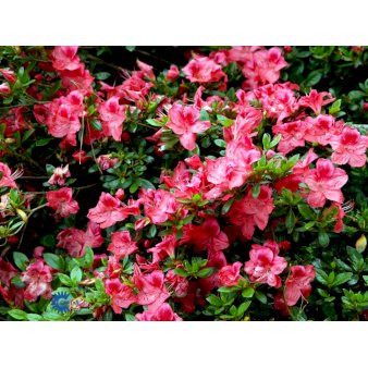 Rhododendron 'Elizabeth' Potte 5,0 Liter, 30-40 cm.