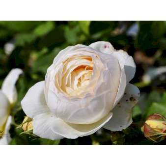 Engelsk rose