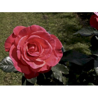 Storblomstrende rose 'Fabulous'