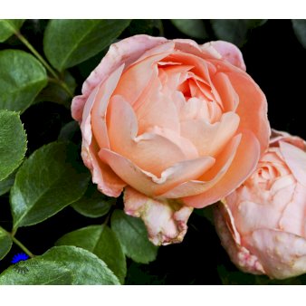 ROSA 'FROM FAR AWAY'