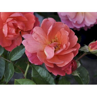 ROSA 'LOOKING IN YOUR EYES'