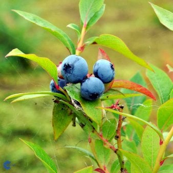 Storfrugtet Blåbær 'Blue Crop' 3,0 liter potte