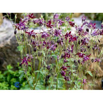 Mørk akeleje - Aquilegia atrata (MaxiPlugs 8 cm plugs i bakke med 28 stk.)