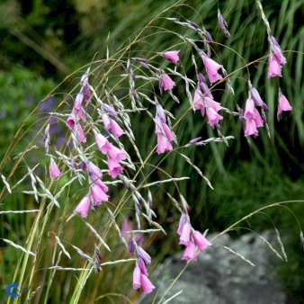 DIERAMA PULCHERRIMUM