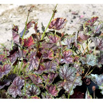 Alunrod 'Beauty Colour'