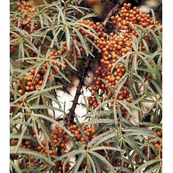 Havtorn (ej kønssorterede) - Hippophae rhamnoides (Barrods, 2 års (1 1) 40-60 cm.)