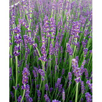 Lavendel 'Munstead' 10 cm. potte