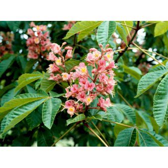 Aesculus carnea 'Briotii' Potte 15 liter,- 150-175 cm.