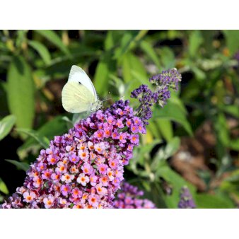 Buddleja Davidii 'Flower Power' 3,0 liter potte