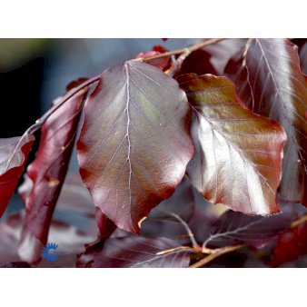 Blodbøg - Fagus sylvatica 'Swat Magret' (Mellem træer)