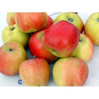 Æble 'Maglemer Stribling' 4-8 grene, 150-200 cm. 10 liter potte (A-2)