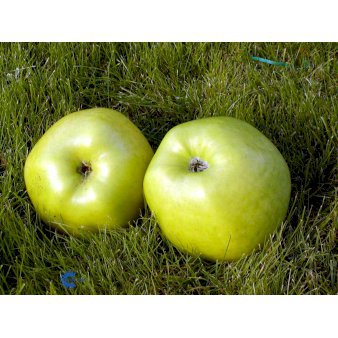 Æble 'Signe Tillisch' Opstammet 60 cm. med potte