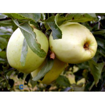 Æble 'Bodil Neergaard' 4-8 grene, 150-200 cm. 10 liter potte (A-2)