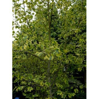 Liriodendron Tul. 'Aureomarginatum' Potte 10 liter 150-175 cm.