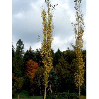 Bævreasp 'Erecta' - Populus tremula 'Erecta' (Potte 7,5 liter 175-200 cm.)