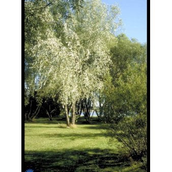 Salix Alba 'Vitellina' - Salix alba 'Vitellina' (Barrods 80-120 cm.)