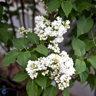 Syringa Vulg. 'Souvenir D'Alice Harding' Potte 4,6 liter