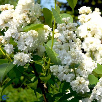 Syringa Vulgaris 'Monique Lemoine' Potte 4,6 liter