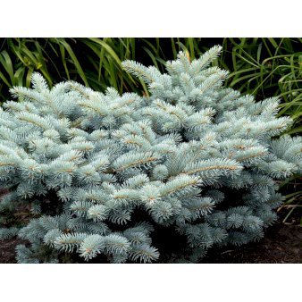 Blågran 'Glauca Globosa' 3 Liter potte