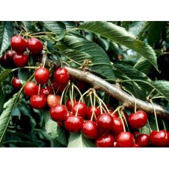Sød Kirsebær 'Lapins' - selvbestøvende 4-8 grene, 130-170 cm. 10 liter potte (Colt)