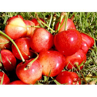 Sød Kirsebær 'Büttners Rote' kræver bestøver 4-8 grene, 150-200 cm. 10 liter potte (P.avi)