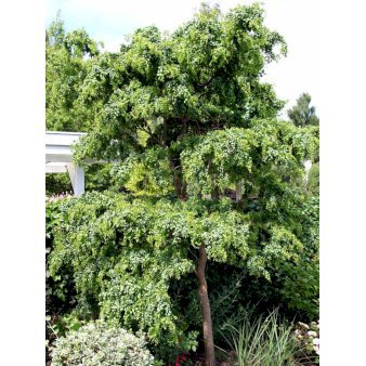 Robinia pseudoacacia 'Twisty Baby' Opstammet 120 cm. med potte