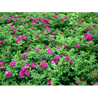 Hybenrose Potte 4,0 liter,- 50-60 cm.