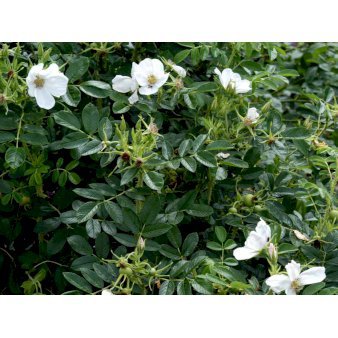 Hvid Hybenrose