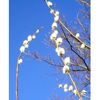 Seljepil - Salix caprea (Barrods,- 1 års (0 1) 100-140 cm.)