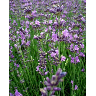Lavendel 'Dwarf Blue' 0,8 liter potte