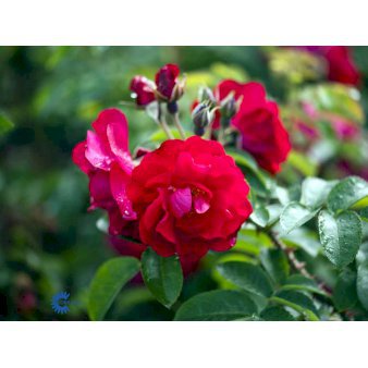 Rynket rose 'Hansaland'