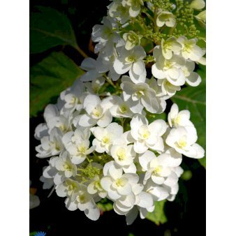 Egebladet Hortensia 'Snowflake'