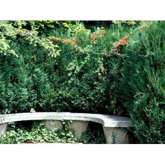 Leyland Cypres med klump,- 150-175 cm.