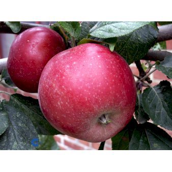 Æble 'Amorosa' Dværgtræ, 3-5 grene, 6,7 liter potte, 80-100 cm.