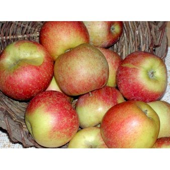 Æble 'Aroma' 4-8 grene. 3-4 års. Potte 37,5 liter,- 180-220 cm.