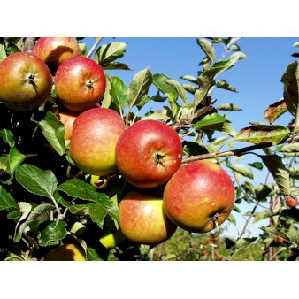 Æble 'Cox Orange Queen' 4-8 grene. 120-160 cm. Potte, (M7)