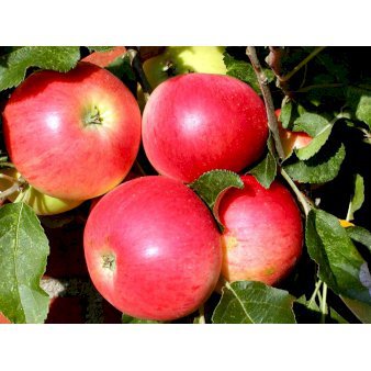 Æble 'Discovery' 4-8 grene. 120-160 cm. Potte, (M7)