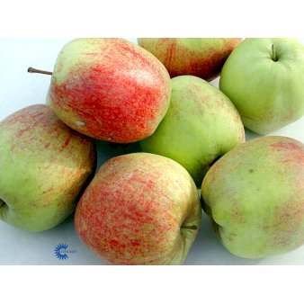 Æble 'Nonnetit Flaskeæble' 4-8 grene, 150-200 cm. 10 liter potte (A-2)