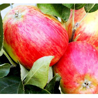 Æble 'Guldborg' 4-8 grene. 3-4 års. Potte 37,5 liter,- 180-220 cm.
