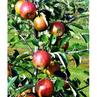 Æble 'Holsteiner Cox' 4-8 grene. 120-160 cm. Potte, (M7)