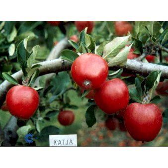 Æble 'Katja Balsgård' 4-8 grene, 150-200 cm. 10 liter potte (A-2)