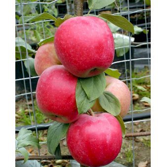 Æble 'Rød Ananas' Dværgtræ, 3-5 grene, 6,7 liter potte, 80-100 cm.