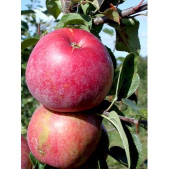 Æble 'Rød Aroma' Dværgtræ, 3-5 grene, 6,7 liter potte, 80-100 cm.