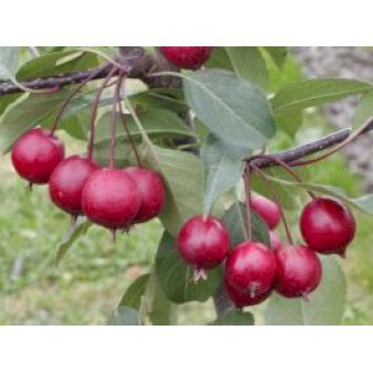 Malus hybrid 'Mokum' Opstammet 180 cm. Potte 25 liter