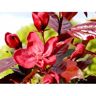 Rødbladet Paradisæble Opstammet 120 cm. 20 liter potte, stammeomkreds 8-10 cm.